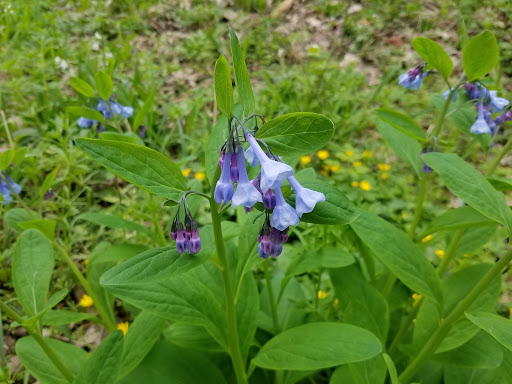 Nature Preserve «Starkey Park», reviews and photos, 667 Sugarbush Dr, Zionsville, IN 46077, USA