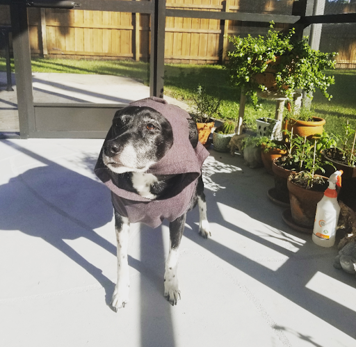 Green Valley Veterinary Services image