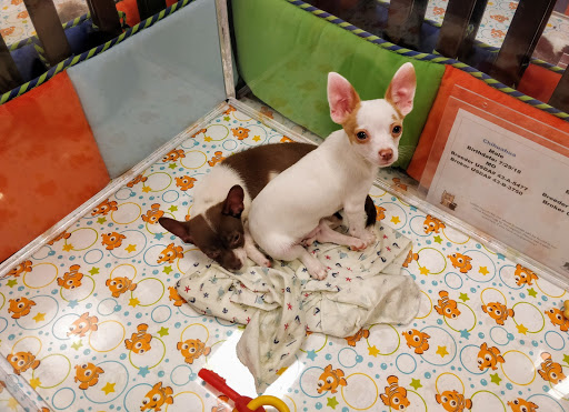 Pet Store «Charm City Puppies», reviews and photos, 8205 Snowden River Pkwy, Columbia, MD 21045, USA