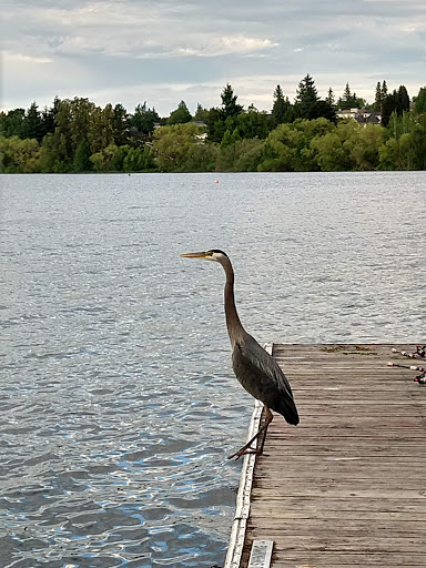 Park «Green Lake Park», reviews and photos, 7201 East Green Lake Dr N, Seattle, WA 98115, USA