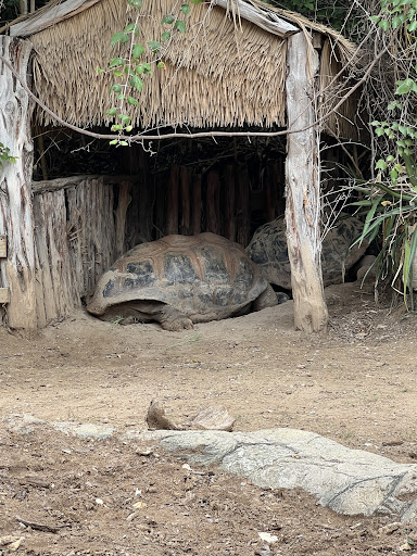 Zoo «Cameron Park Zoo», reviews and photos, 1701 N 4th St, Waco, TX 76707, USA