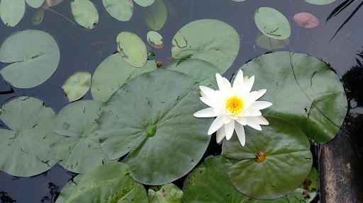 Community Center «Wason Pond Community Center, Chester NH», reviews and photos, 603 Raymond Rd, Chester, NH 03036, USA