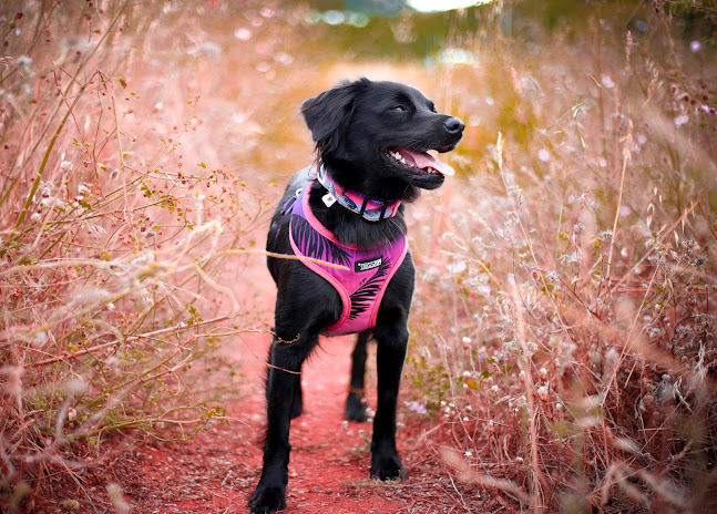 Comentarii opinii despre PETsCLOSET