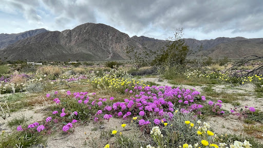 Anza-Borrego Desert State Park Visitor Center image