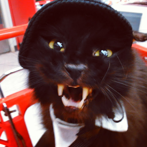 Pet Supply Store «Petco Animal Supplies», reviews and photos, 1660 Orchard Gateway Blvd, North Aurora, IL 60542, USA