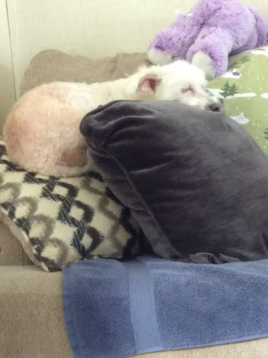 Home Goods Store «Dollar General», reviews and photos, 2649 Main St, Whitney Point, NY 13862, USA