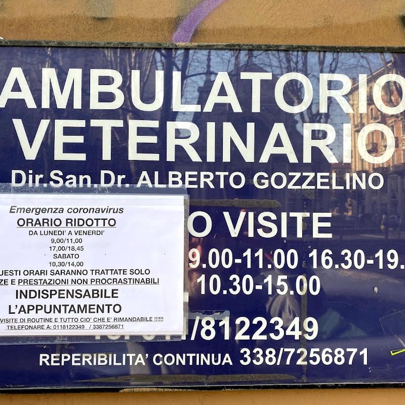 Surgery Veterinarian Dr. Alberto Gozzelino