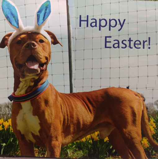 Animal Clinic of Decatur