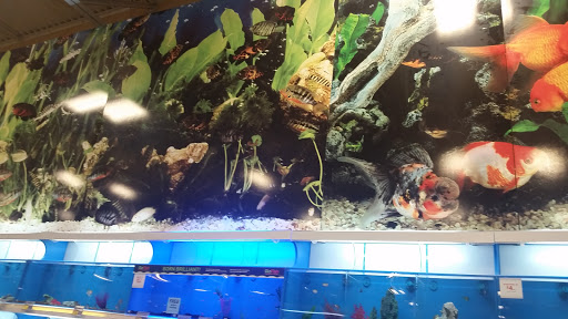 Pet Supply Store «PetSmart», reviews and photos, 2920 Little Rd, Trinity, FL 34655, USA