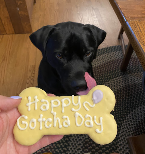 Pet Groomer «Animal House», reviews and photos, 705 Asbury Ave, Ocean City, NJ 08226, USA