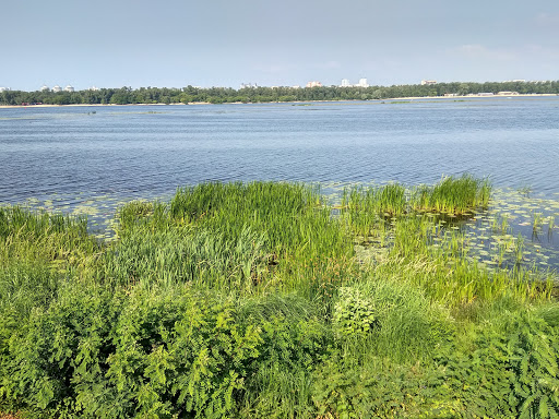 Marshes in Kiev