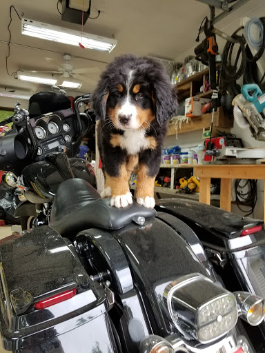 Pet Supply Store «PetSmart», reviews and photos, 1520 Pleasant Valley Rd, Manchester, CT 06042, USA