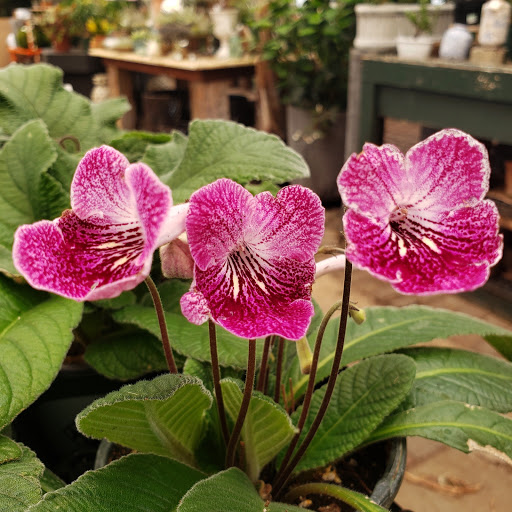 Plant Nursery «Goldner Walsh Garden and Home», reviews and photos, 559 Orchard Lake Rd, Pontiac, MI 48341, USA