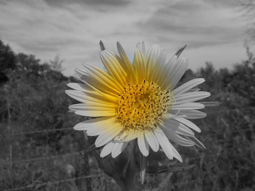 Nature Preserve «Midewin National Tallgrass Prairie», reviews and photos, 30239 S. State Route 53, Wilmington, IL 60481, USA