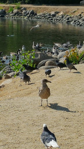Nature Preserve «Virginia Lake», reviews and photos, 1980 Lakeside Dr, Reno, NV 89509, USA