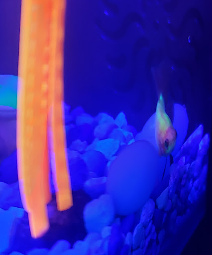 Pet Supply Store «PetSmart», reviews and photos, 482 Stillwater Ave Ste 2A, Bangor, ME 04401, USA