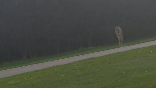 Golf Course «Pheasant Run Golf Club», reviews and photos, 46500 Summit Pkwy, Canton, MI 48188, USA