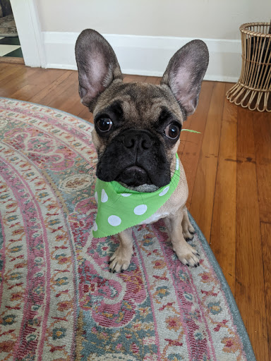 Pet Store «Wag Natural Pet Market & Grooming Tampa», reviews and photos, 304 E Davis Blvd, Tampa, FL 33606, USA