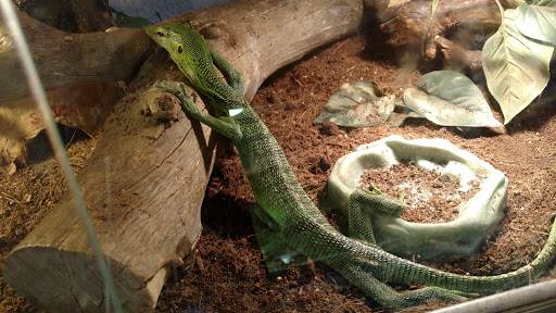 Pet Store «CUSTOM CREATURES PET SHOP», reviews and photos, 10727 N 19th Ave, Phoenix, AZ 85029, USA