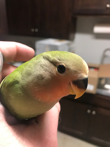 Pet Store «Adventure Birds of Bon Aqua», reviews and photos, 9600 TN-46, Bon Aqua, TN 37025, USA