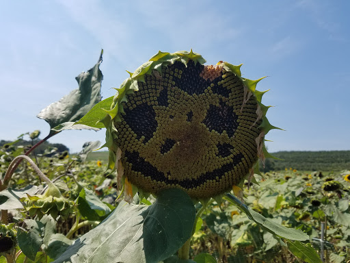 Tourist Attraction «Sunflower Maze», reviews and photos, South St, Middlefield, CT 06455, USA
