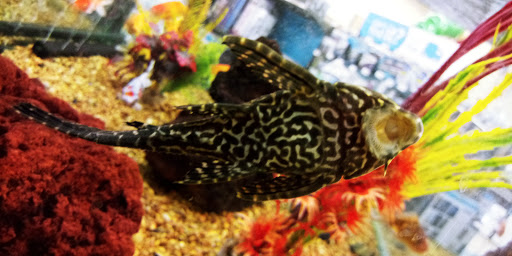 Pet Supply Store «Petco Animal Supplies», reviews and photos, 2345 Market Pl Blvd, Cumming, GA 30041, USA