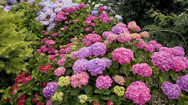 Azalea Boutique De La Flor
