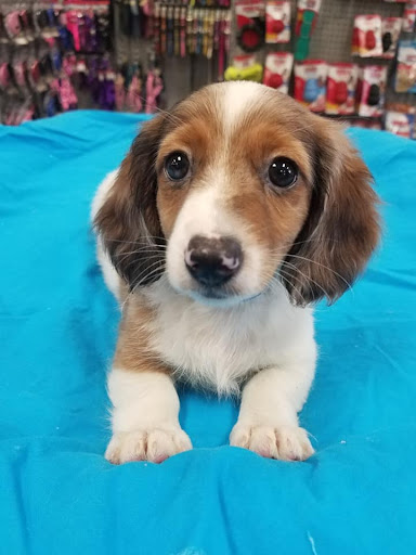 Pet Store «Friendly Pets», reviews and photos, 625 Friendly Center Rd, Greensboro, NC 27408, USA