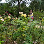 Photo n° 4 de l'avis de Martial.r fait le 26/07/2021 à 15:27 pour Roseraie - Les Chemins de la Rose à Doué la Fontaine