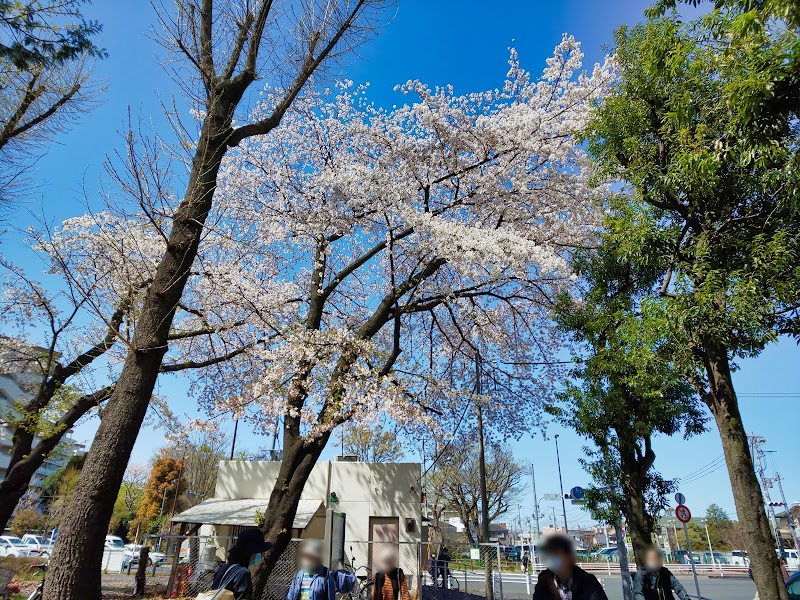 迷いの桜