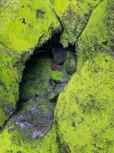 National Forest «Umpqua National Forest», reviews and photos, 1121 Houser Ct, Idleyld Park, OR 97447, USA