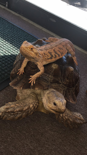 Pet Store «Petfection Exotic Pet Specialist», reviews and photos, 2989 PA-611 Suite 102, Tannersville, PA 18372, USA