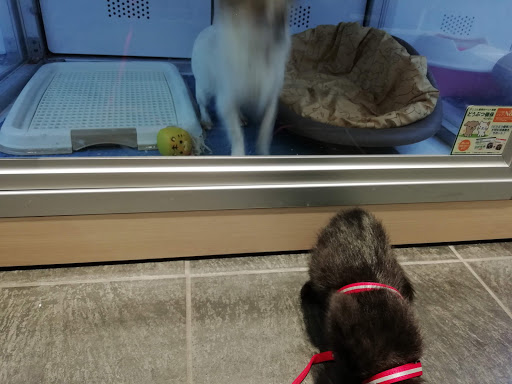 Pet Shop COO & RIKU (Akasaka Store)