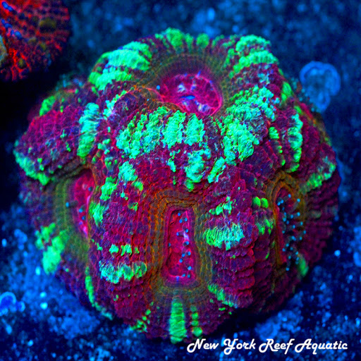 Tropical Fish Store «New York Reef Aquatic», reviews and photos, 45-62 162nd St, Flushing, NY 11358, USA