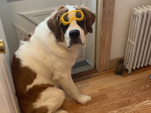 Pet Supply Store «Pet Supplies Plus», reviews and photos, 1510 Scranton Carbondale Hwy, Scranton, PA 18508, USA