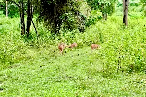 Wayanad Wildlife Sanctuary, Tholpetty image