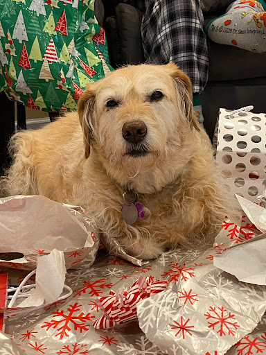 Convenience Store «Wawa», reviews and photos, 1001 W Patrick St, Frederick, MD 21702, USA