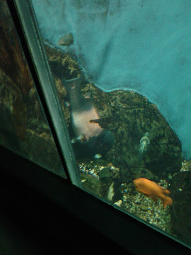 Pet Supply Store «Petco Animal Supplies», reviews and photos, 4950 S 76th St, Greenfield, WI 53220, USA