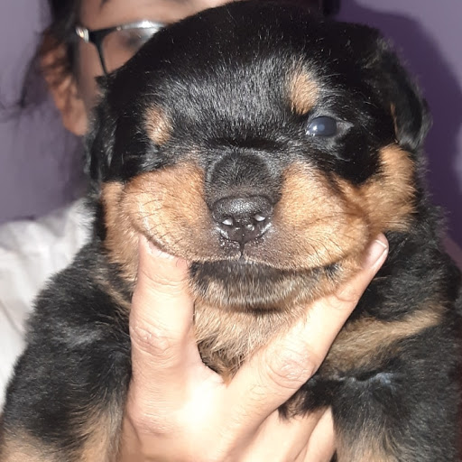 Von Skyy Rottweilers