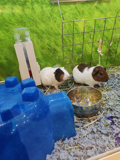 Pet Supply Store «PetSmart», reviews and photos, 1013 W University Ave, Georgetown, TX 78628, USA