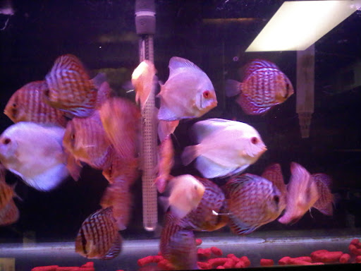 Tropical Fish Store «Aquariums Alive», reviews and photos, 119 broadway, Hicksville, NY 11801, USA