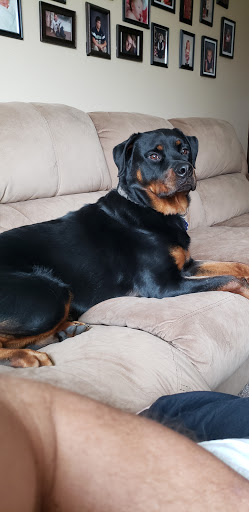 Pet Supply Store «Premier Pet Supply», reviews and photos, 15399 Merriman Rd, Livonia, MI 48154, USA