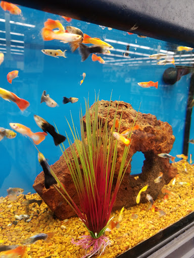 Pet Supply Store «Petco Animal Supplies», reviews and photos, 3637 2700 W, West Valley City, UT 84119, USA