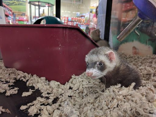 Pet Supply Store «Petco Animal Supplies», reviews and photos, 300 Hylan Dr, Rochester, NY 14623, USA