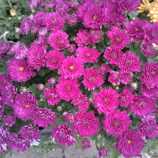 Home Improvement Store «The Home Depot», reviews and photos, 5410 Perkiomen Ave, Reading, PA 19606, USA