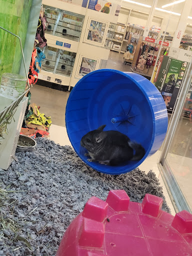 Pet Supply Store «PetSmart», reviews and photos, 3131 E Main St, Mohegan Lake, NY 10547, USA