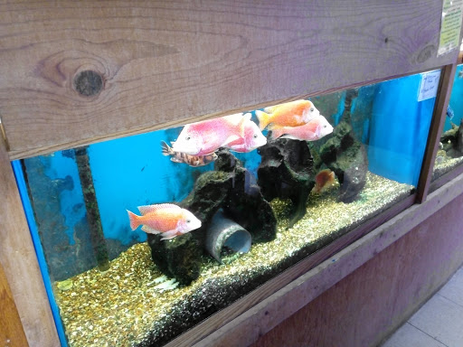 Pet Supply Store «Tropical World Pets», reviews and photos, 8444 Watson Rd, Webster Groves, MO 63119, USA
