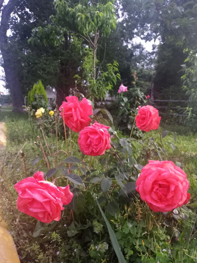 Used Car Dealer «Auto Plaza», reviews and photos, 1660 N Belt Line Rd, Irving, TX 75061, USA