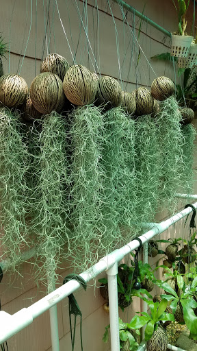 Florist «Thai-Rific Orchids Inc», reviews and photos, 5313 Gulfport Blvd S, Gulfport, FL 33707, USA