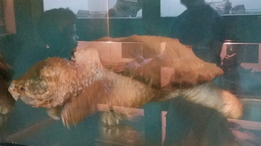 Zoo «Luray Zoo A Rescue Zoo», reviews and photos, 1087 U.S. 211, Luray, VA 22835, USA